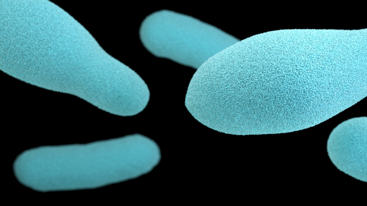 Microscopic view of botulism spores