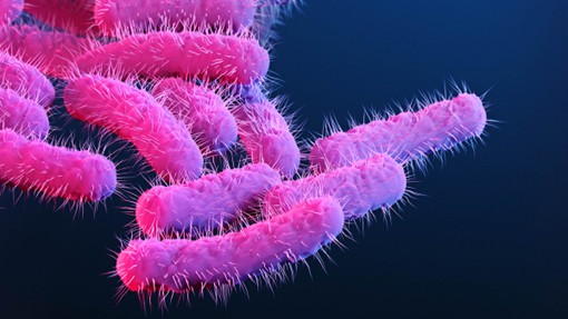 Microscopic view of drug-resistant Shigella