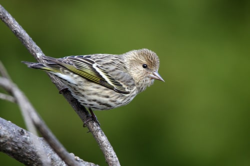 A songbird on a twig