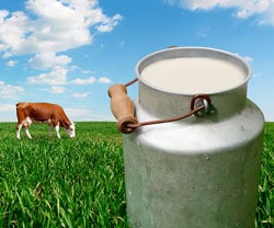 fresh milk cow