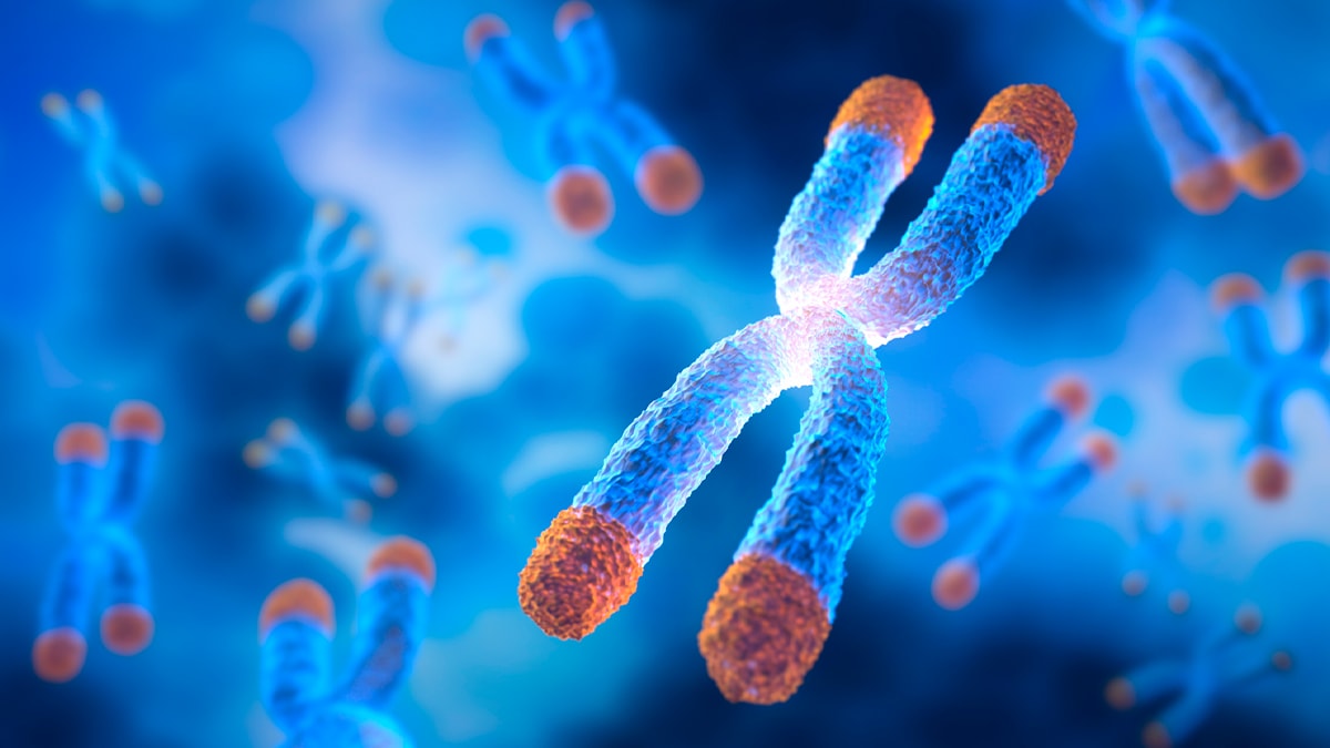 image of chromosome with orange tips