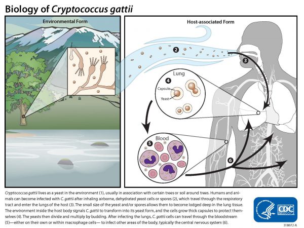 Life Cycle of Cryptococcus gattii: Environmental Form, Host-associated Form, and Areas of Endemic for Cryptococcus gattii. Cryptococcus gattii lives in the environment (1), usually in association with certain trees or soil around trees. Humans and animals can become infected with C. gattii after inhaling airborne, dehydrated yeast cells or spores (2), which travel through the respiratory tract and enter the lungs of the host (3). The small size of the yeast and/or spores allows them to become lodged deep in the lung tissue. The environment inside the host body signals C. gattii to transform into its yeast form, and the cells grow thick capsules to protect themselves (4). The yeasts then divide and multiply by budding. After infecting the lungs, C. gattii cells can travel through the bloodstream (5)—either on their own or within macrophage cells— to infect other areas of the body, typically the central nervous system (6).