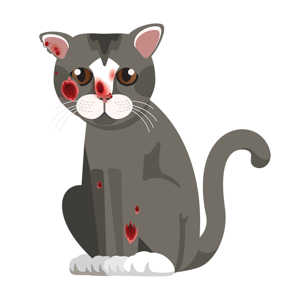 Gato infectado