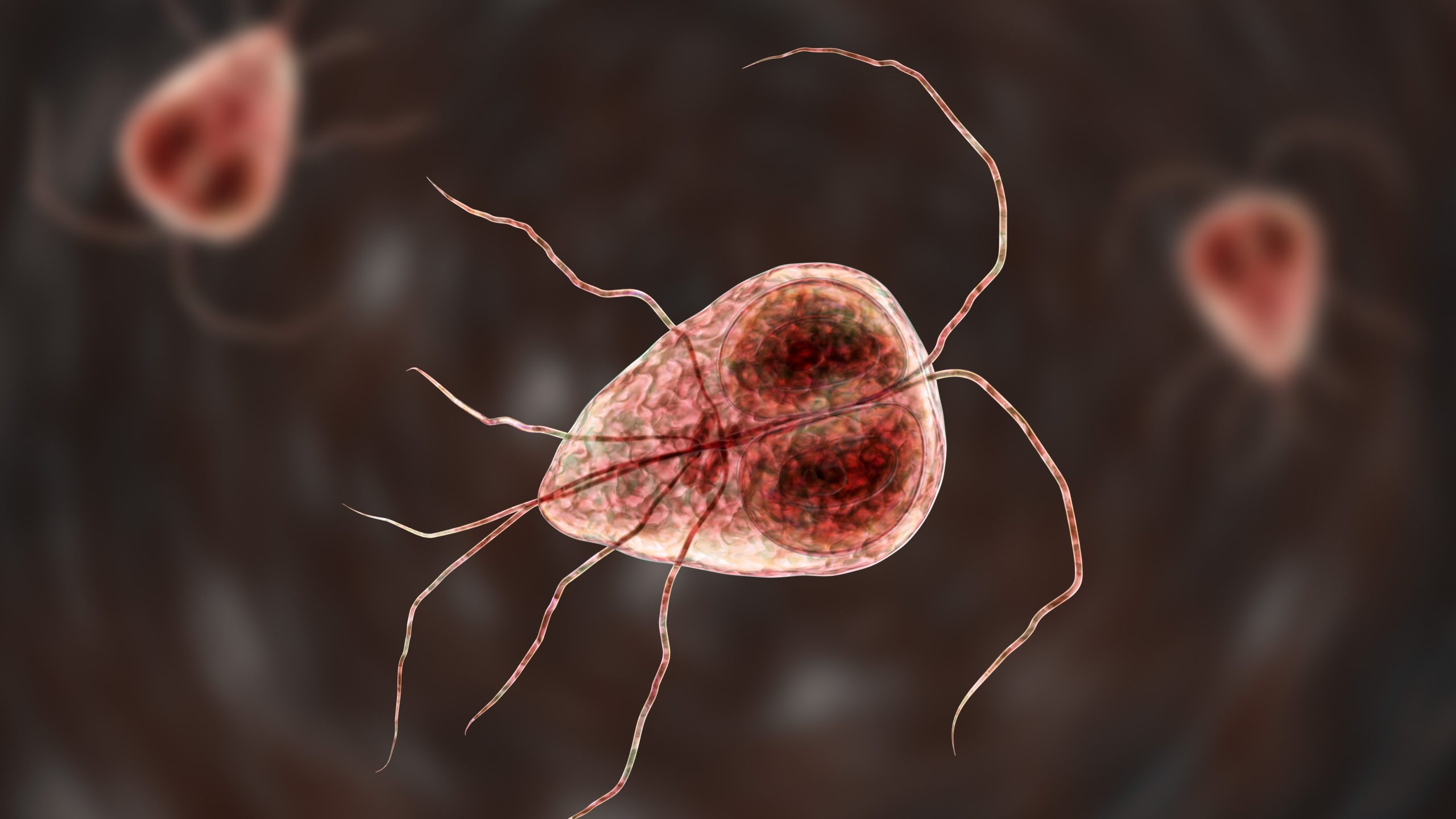 Ilustración de tres parásitos Giardia.