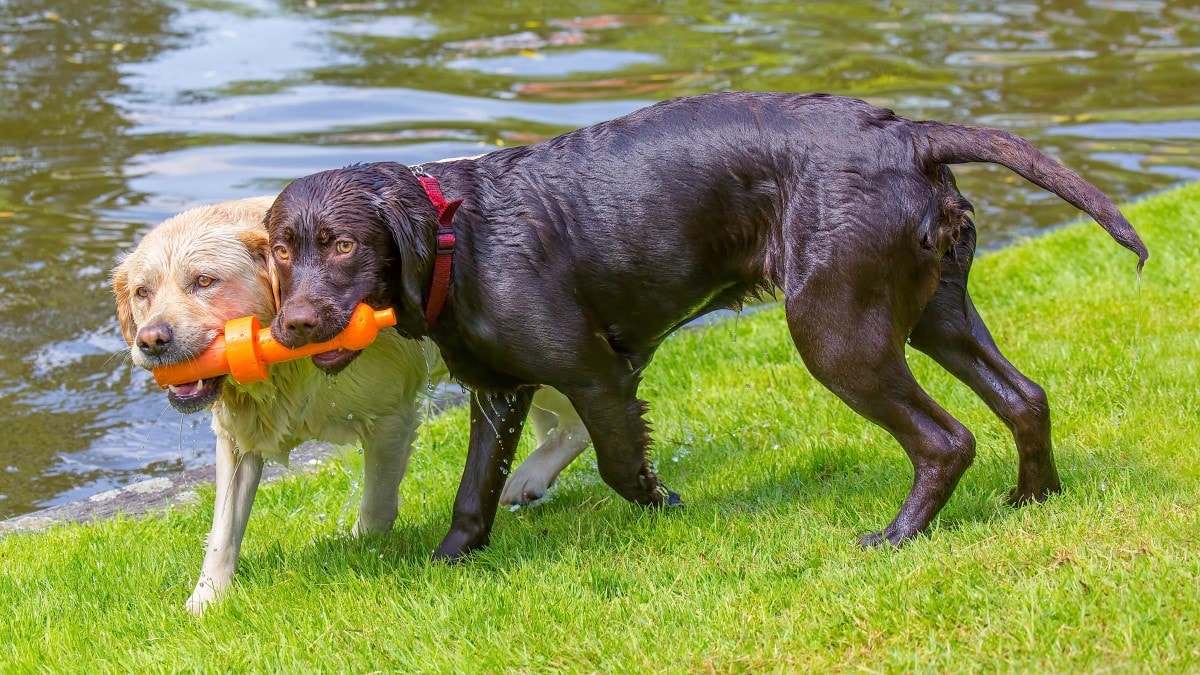 Two wet retriever dogs have one toy in both of their mouths. The dogs are outside on a grassy slope next to water.