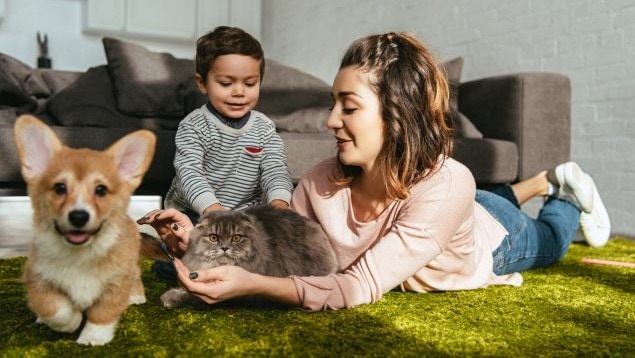 Woman lying on a living room floor holds a fluffy cat while a young child pets it. A Corgi dog is walking near the cat and people.
