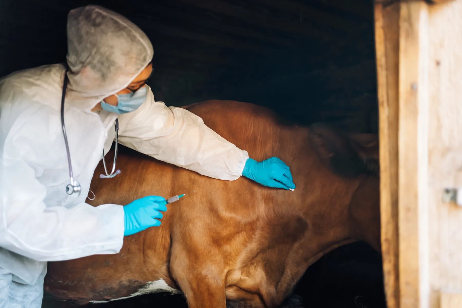 A man in white protective gear and blue gloves leans over to examine and touch a brown cow.