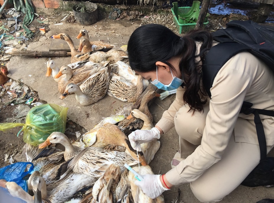 A person crouches in front of ducks while holding a long-handled applicator to collect a sample.