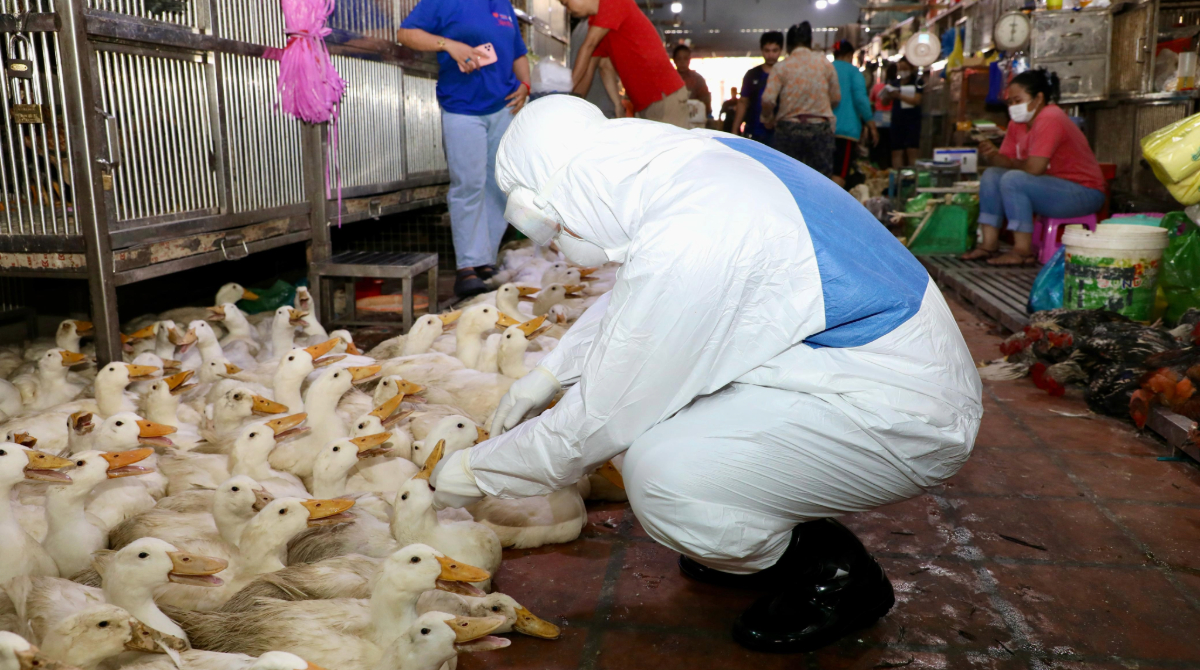 Person dressed in personal protective equipment in front of a group of birds.