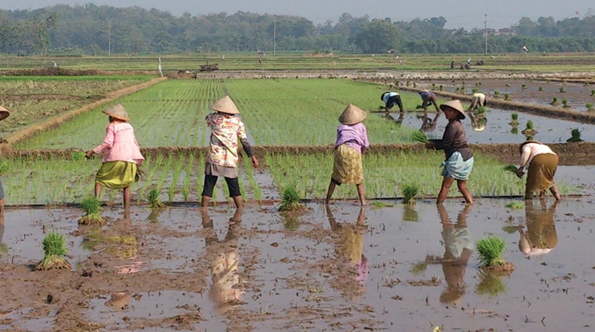 Ladang yang menyerupai rawa dengan lima wanita sedang mengumpulkan atau menanam tanaman mereka. Ada tiga orang lagi di depan yang melakukan hal yang sama.