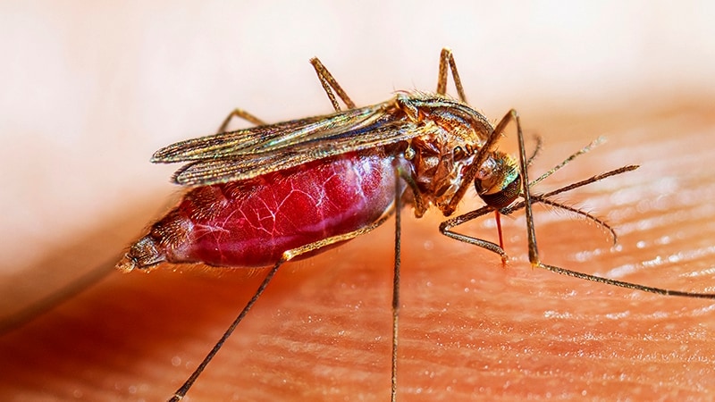 Female Anopheles quadrimaculatus mosquito landing on human skin