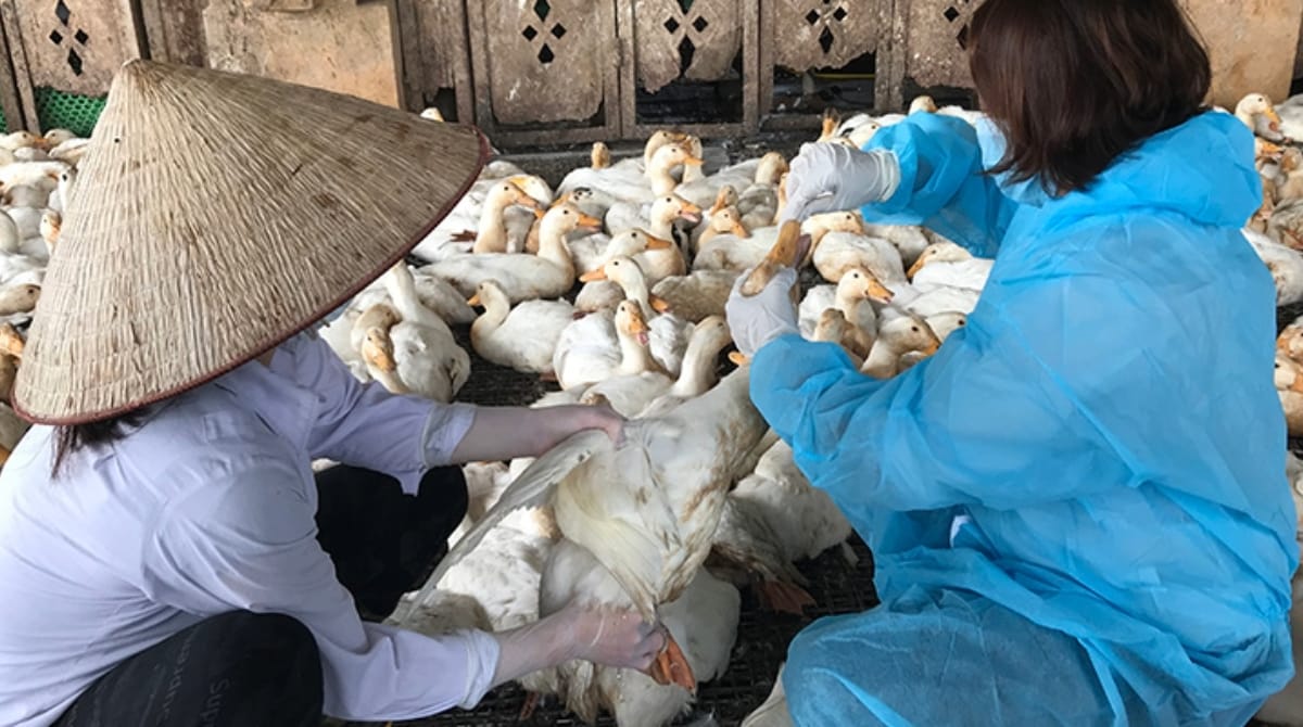 Two animal health workers in a bird market take sample from a bird.
