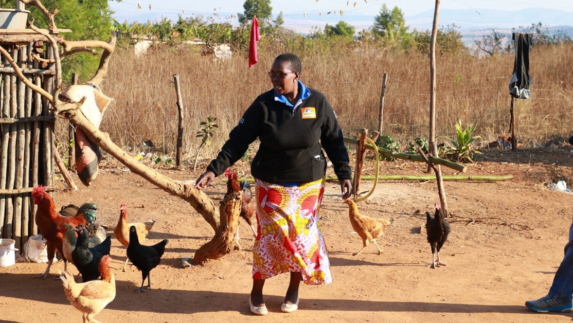 Woman walks down a rural, dirt road alongside chickens.