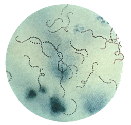 streptococcal pharyngitis bacteria shape