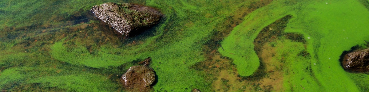 algal blooms under microscope