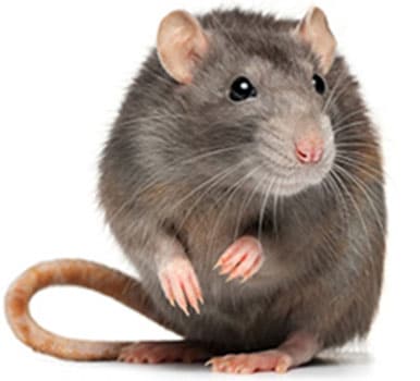 image of a Norway rat, a carrier of Seoul virus