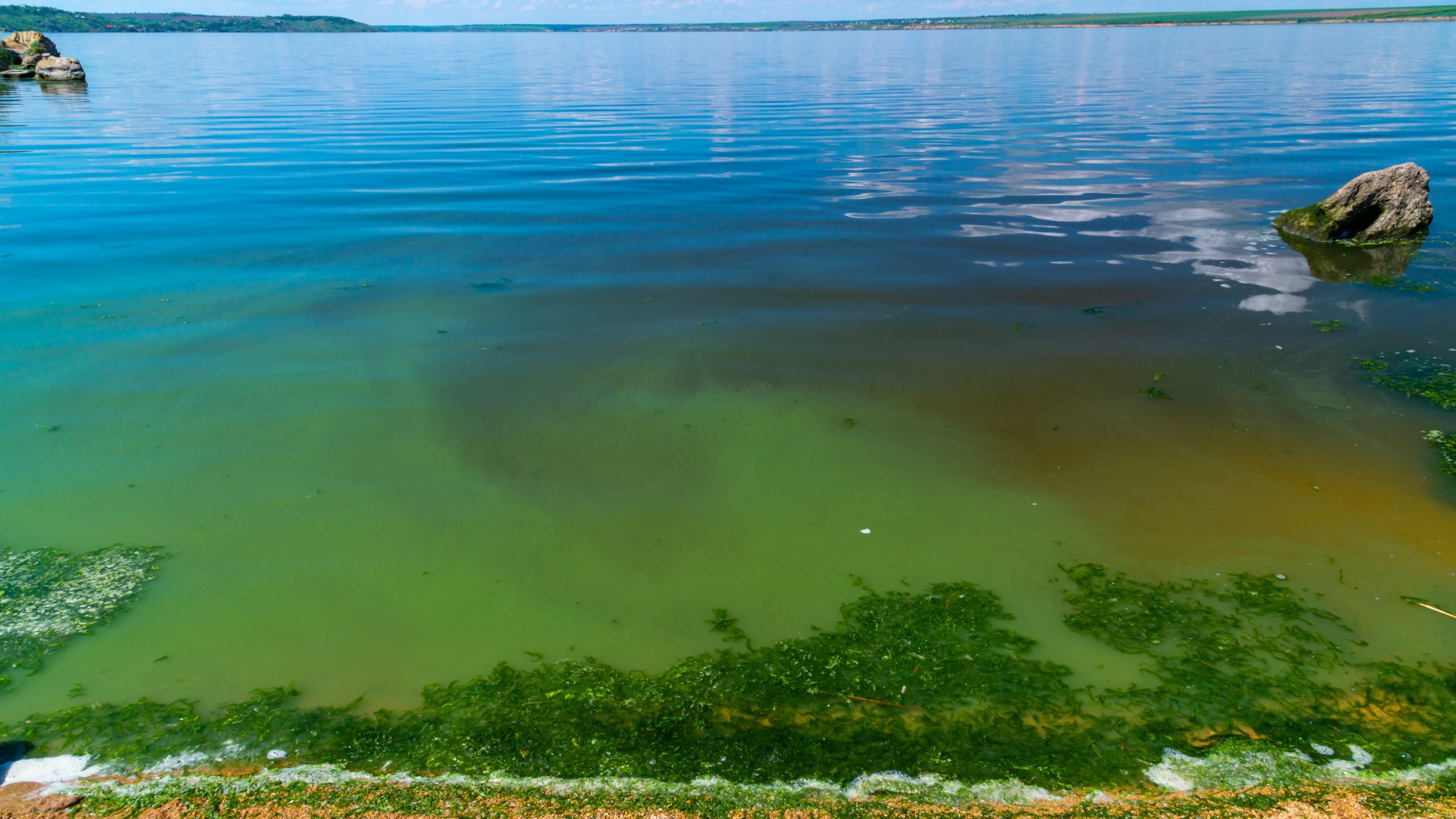 Shoreline with bright green and red water containing algae washing up