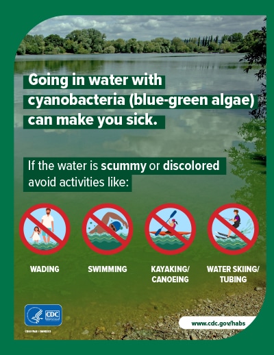 Small image of Going in water with cyanobacteria (blue-green algae) can make you sick