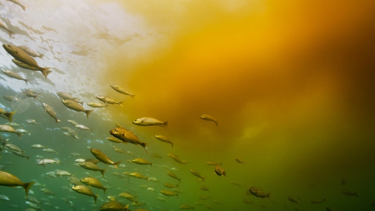 Underwater view of fish swimming. A cloud of algae is coming in from the top right