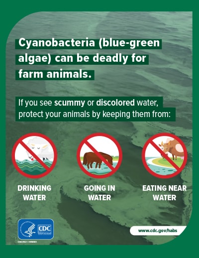 Small image of Cyanobacteria can be deadly for farm animals