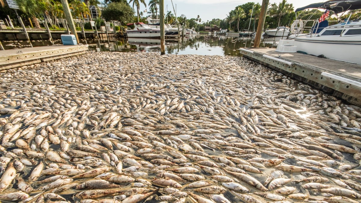 A large number of dead fish floating in the water at a marina surrounded by docked boats