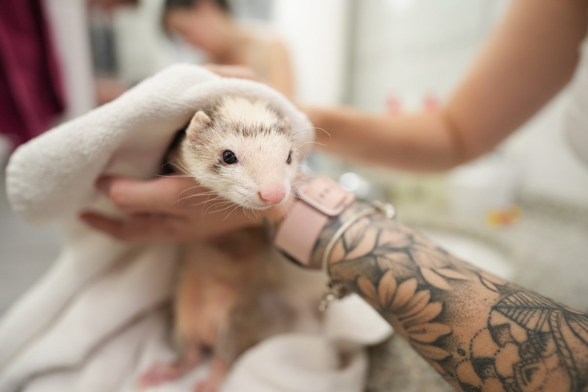 A pet ferret gets toweled down after a bath.