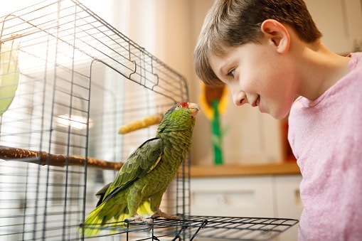A parrot and a boy look at each other lovingly