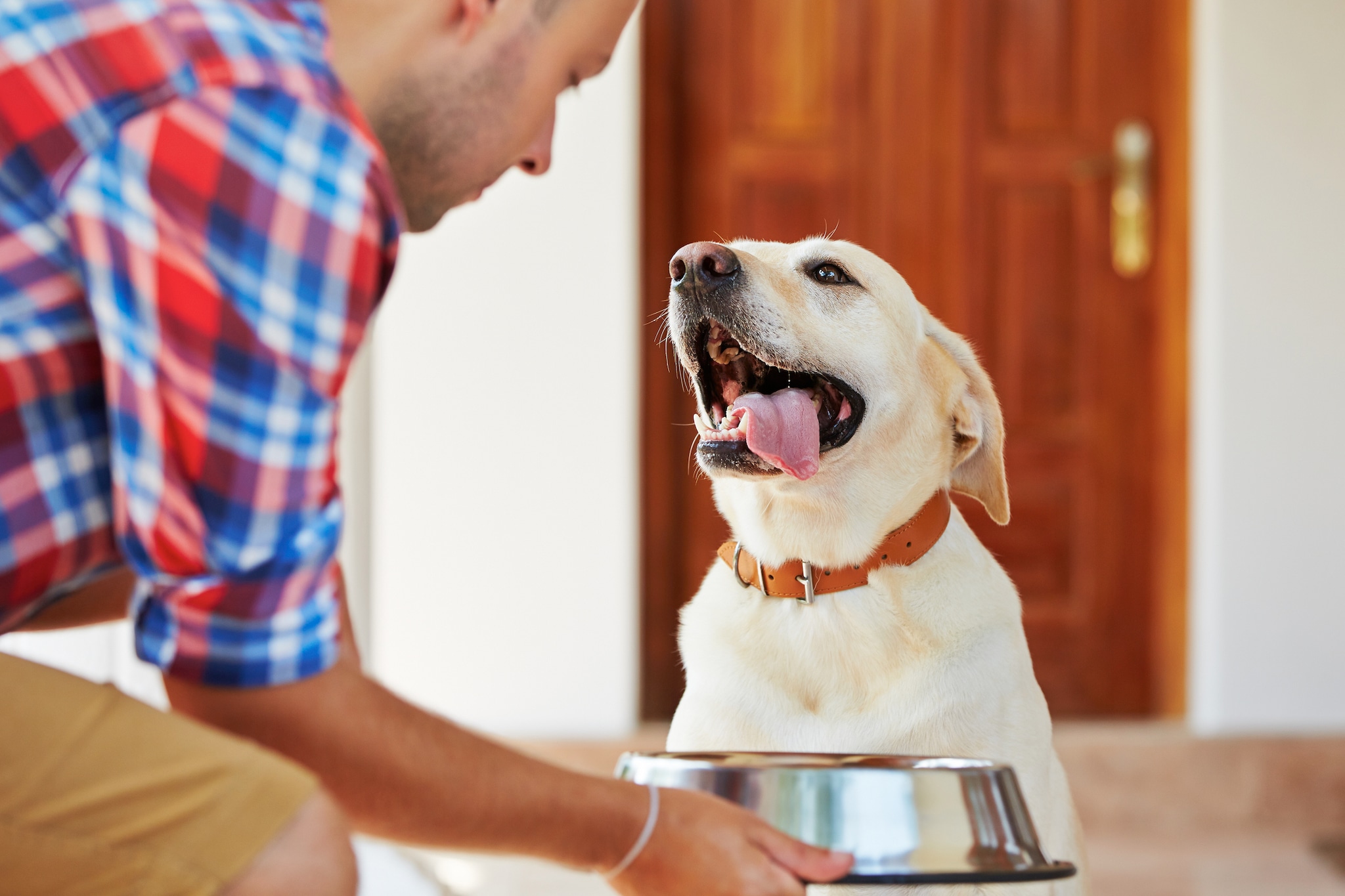 A man sets a dog food bowl down in front of a yellow lab.
