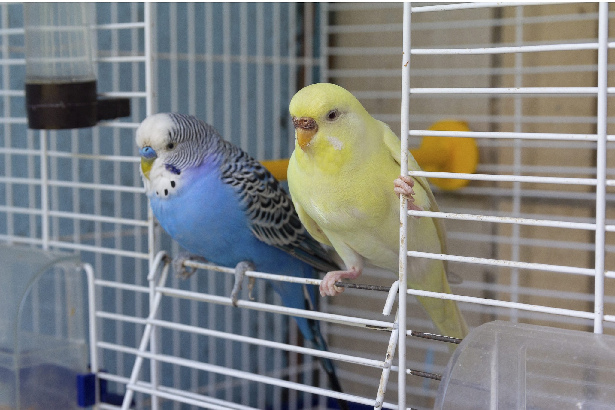 Two parakeets in a cage