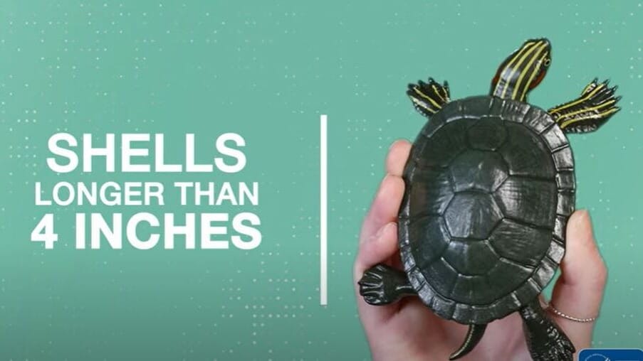 A hand holds up a fake turtle that is longer than 4 inches.