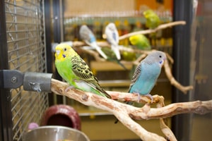 Large bird enclosure with two birds sitting on perches.