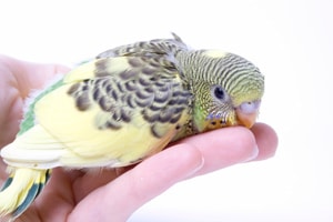 Young budgie bird bites a person's hand
