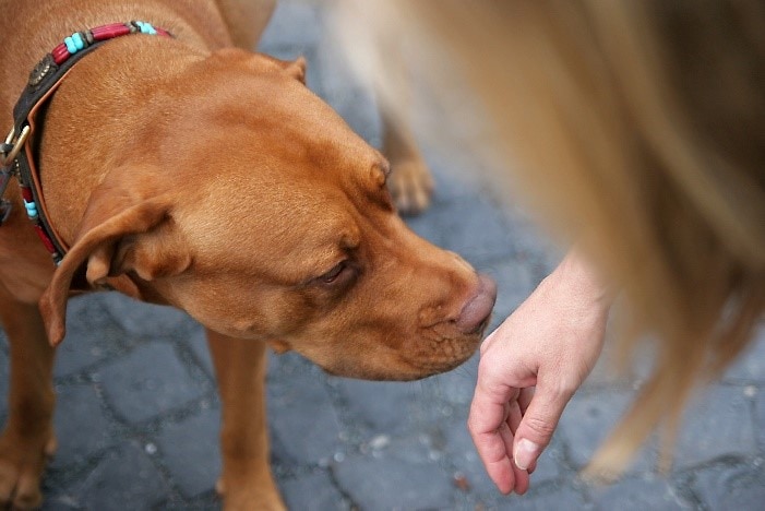 Dog sniffing a hand
