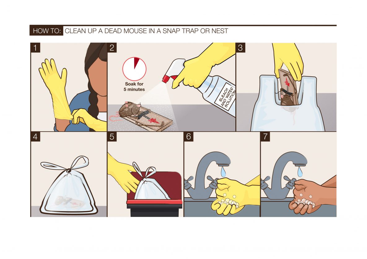 An 7-part illustration showing how to clean up a dead mouse and trap.