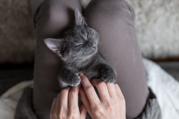 A kitten is lying on the lap