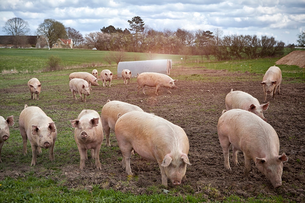 a group of pigs eating outdoors.