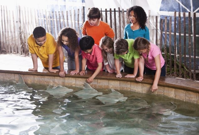 Children at a stingray touch tank