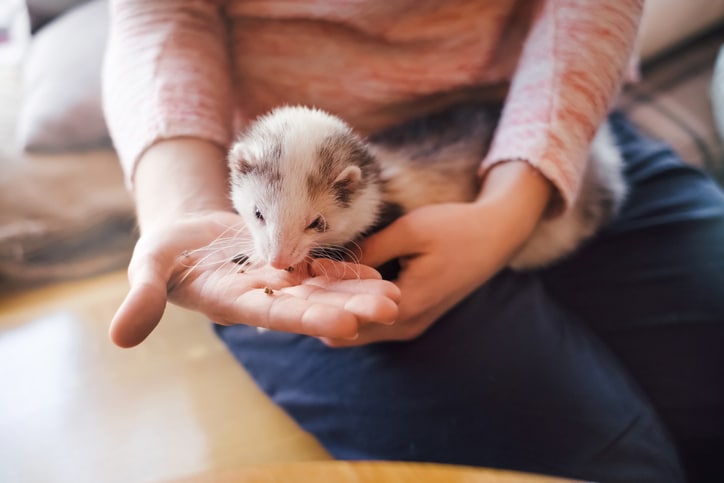 Pet ferret eating from the hand of its owner.