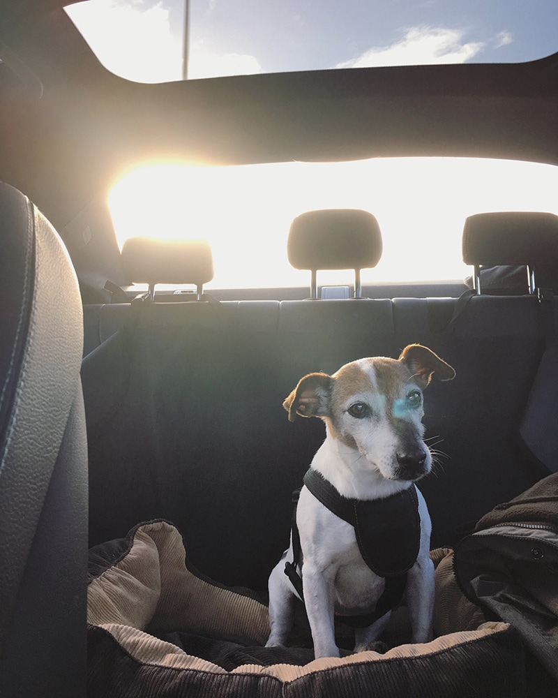 Is It Illegal to Leave Your Dog in the Car  : Protecting Your Pet's Safety