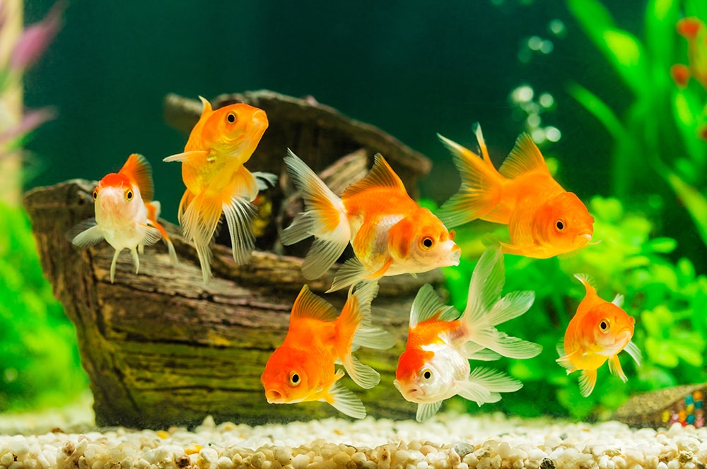 Decoration Do's and Don'ts. The aquarium pictured above looks fun