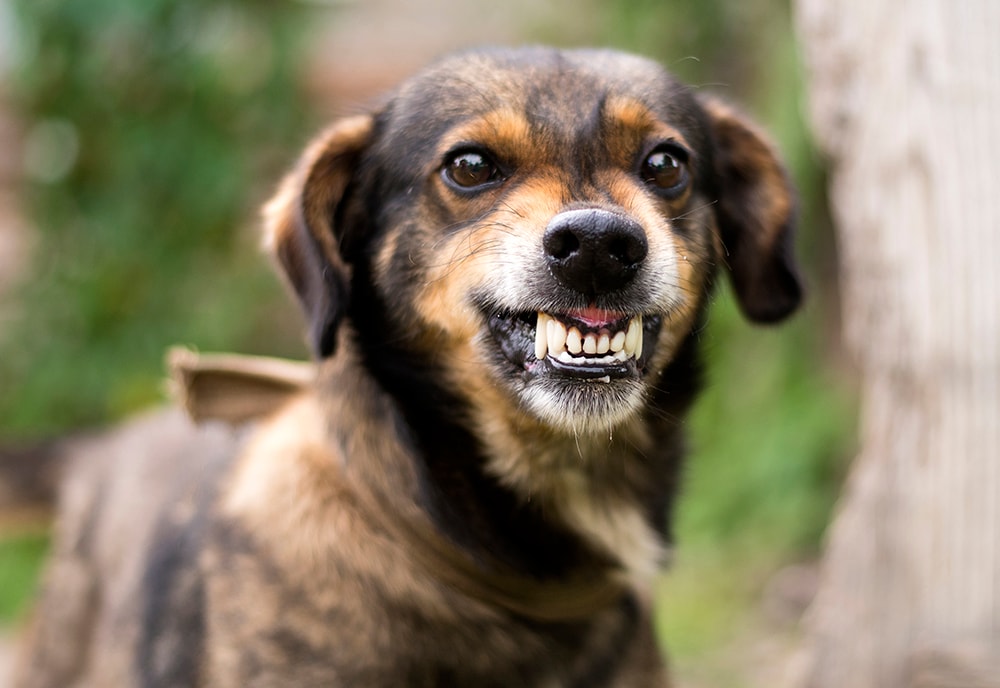 https://www.cdc.gov/healthypets/images/pets/angry-dog.jpg?_=03873