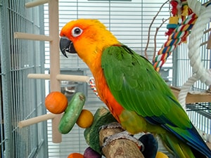 Colorful Jenday Conure parrot pet in cage
