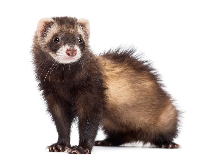 are ferrets like dogs