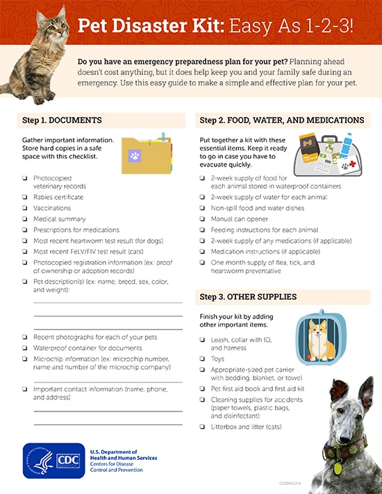 Cat Adoption Information: What You Need to Know