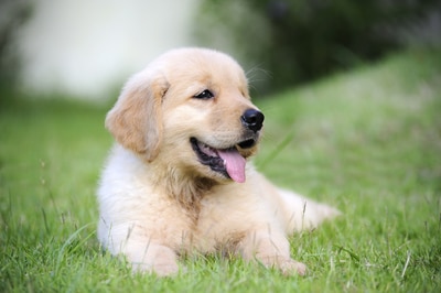 information about pet animal dog