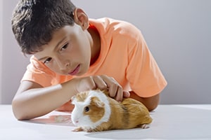 guinea pig pigs pet young boys mammals boy pets caring care know facts even healthy hairy owner lap cdc tell