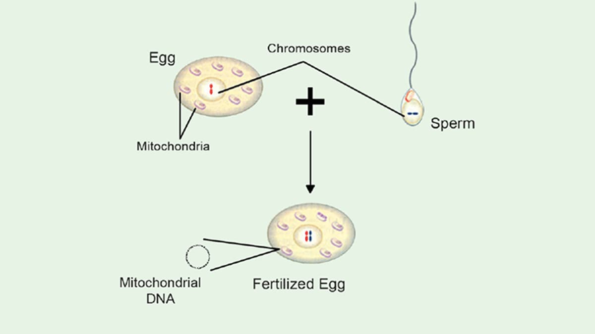 Diagram of an egg and a sperm combining to create a fertilized egg.