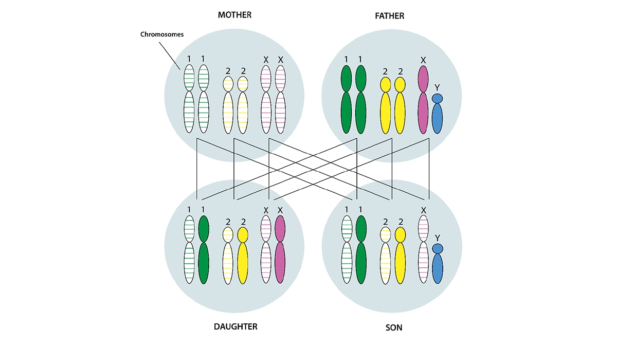 Image of 4 cells, one for a mother, daughter, son, and father. Each cell has its unique set of chromosomes.