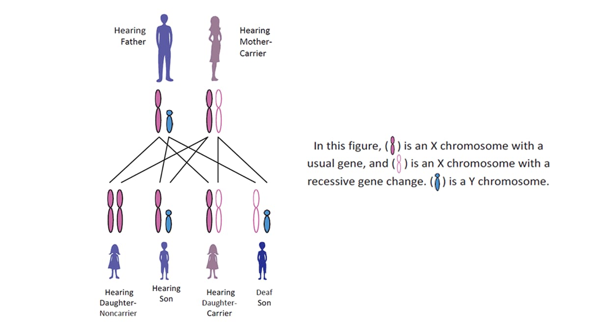 Figure of the chromosomes passed down from a hearing father and hearing mother who is a carrier of the recessive gene of deafness, to their children.