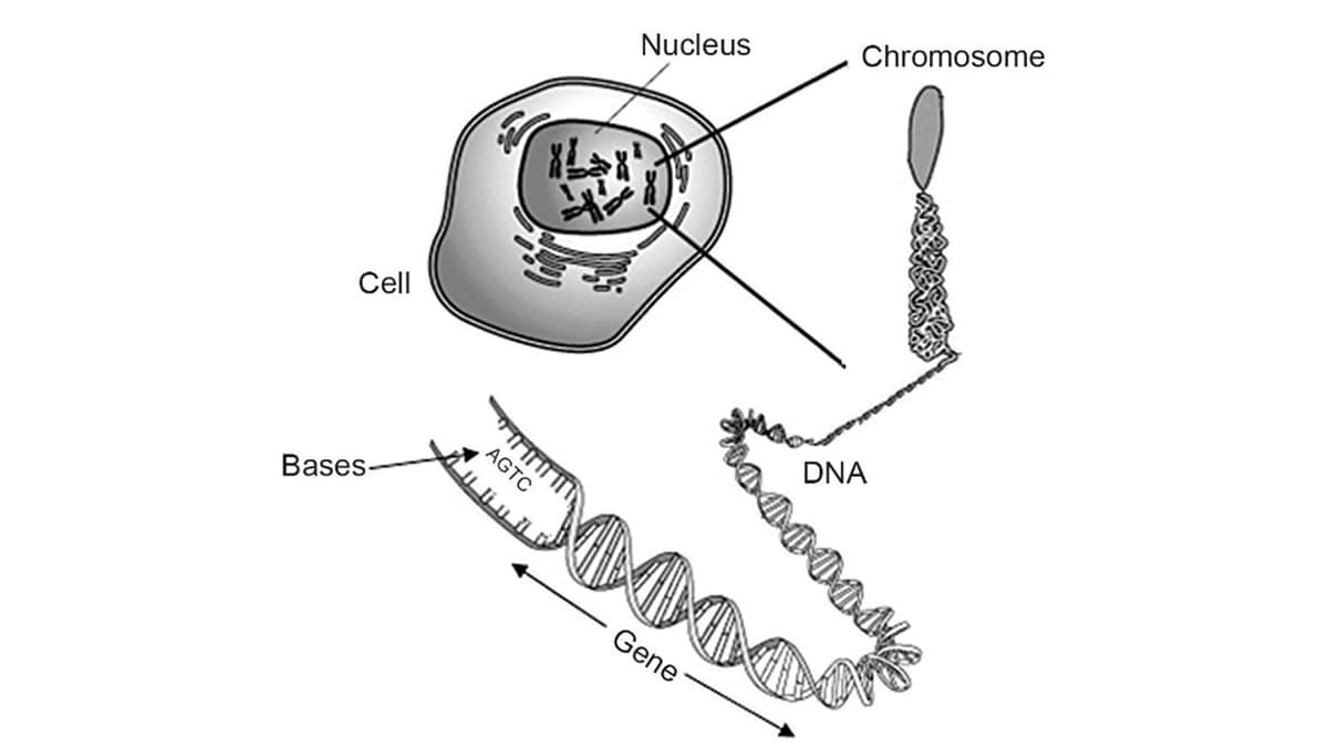Graphic representation of a cell with a nucleus. There is a close up of a chromosome from the nucleus. There is a closeup of the DNA of the chromosome with the nucleotides labelled.